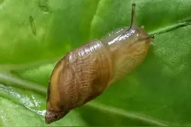 蜗牛最怕的克星是什么？有一种东西蜗牛一碰就死，你知道是啥吗？图片