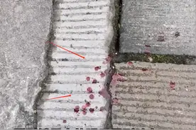 没人性！峨眉山景区骡子边爬边吐血：传经送佛之地？乐山文旅沦陷图片