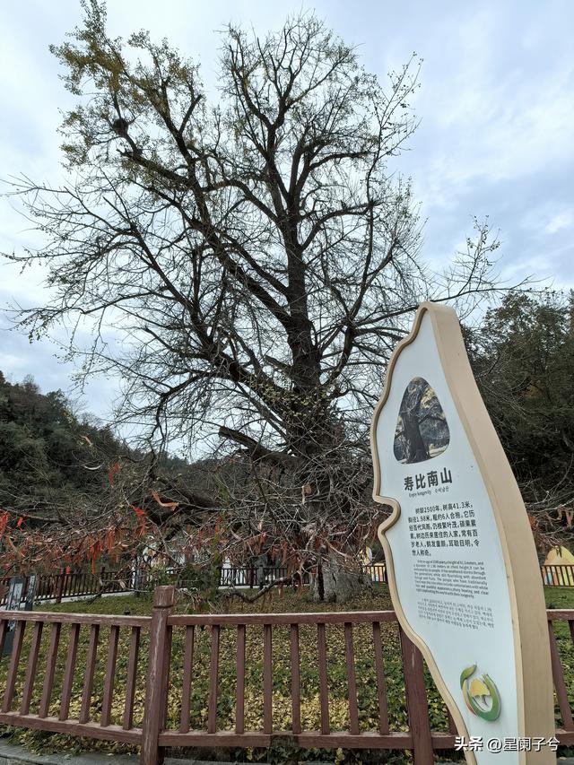 冬日，兄弟一同看古银杏（二）