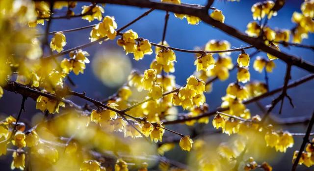 济南第一波蜡梅开了！这些赏梅地，赶紧冲！