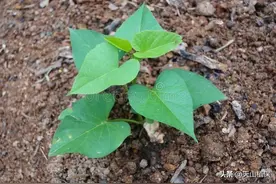 红薯苗种植时间和方法图片