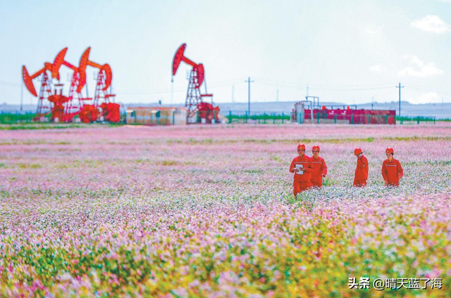 邂逅黄土高原的粉色浪漫：陕北定边——荞麦花海全攻略！