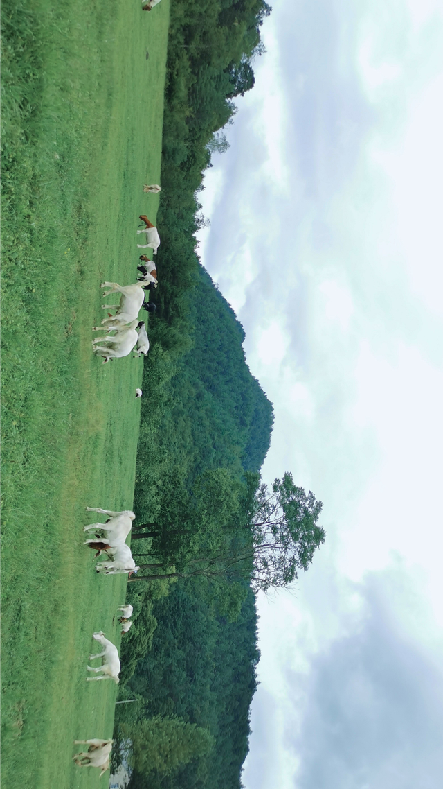 21℃云端秘境🌿开州雪宝山满月镇避暑全攻略