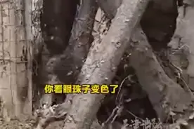 天津蓟州 一只外貌像猫的动物跑进居民院子，闯进鸡舍咬死鸡图片