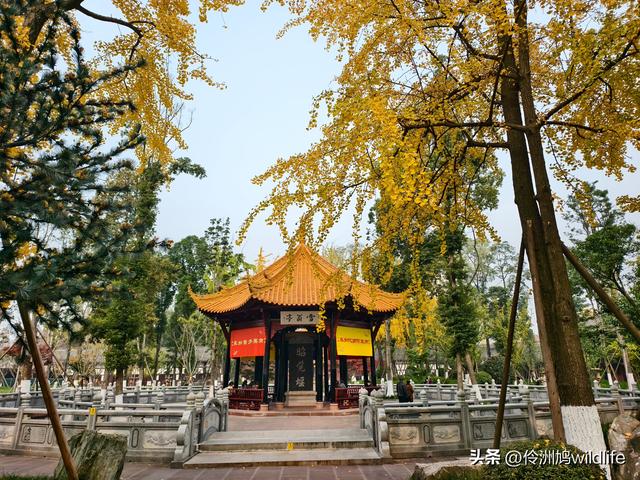 成都徒步（71）·昭觉寺银杏&升仙湖水杉