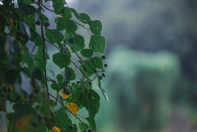 太美！来看金坛茅山私藏的「秋雨仙境」