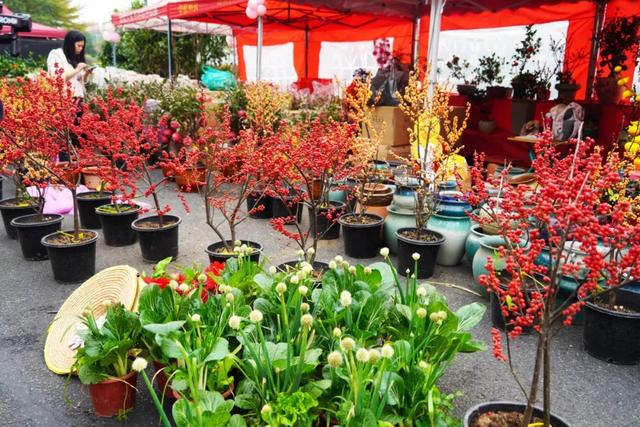 行花街啦！佛山五区花市，你今年冲哪个？