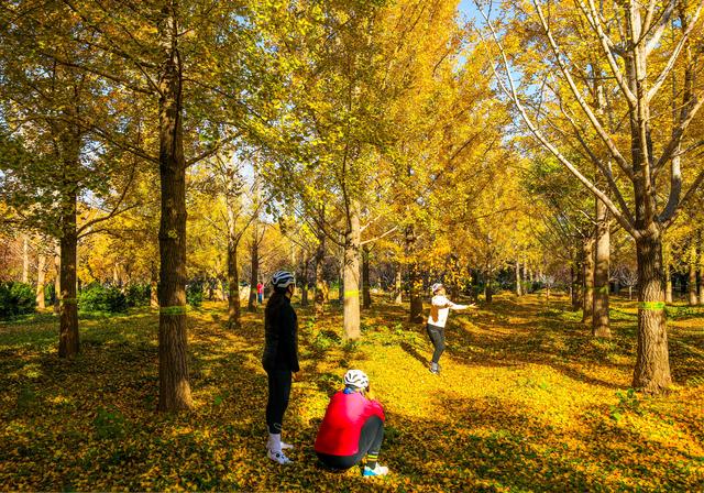 秋日邀约｜听说，你们都去看银杏了