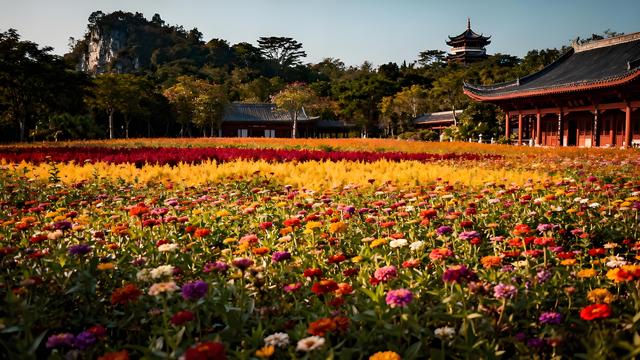 桂棹欸乃摇碎一江秋色，木棉灼灼织就绿城诗章！南宁暖霭中的花影