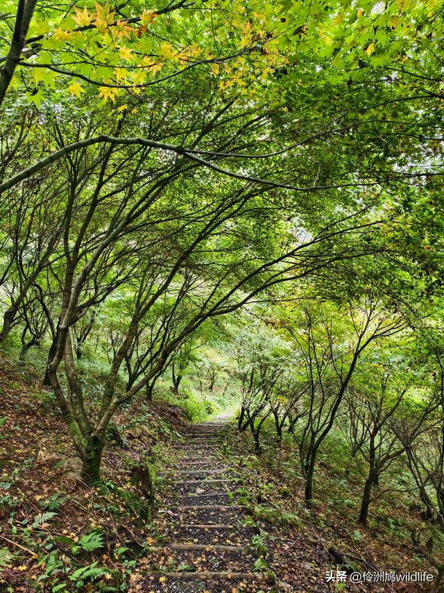 四川行(73)什邡红枫岭徒步到钟鼎寺