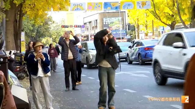 全网刷屏！银杏浓度已达100%！近期昆明这条街“杀疯”了