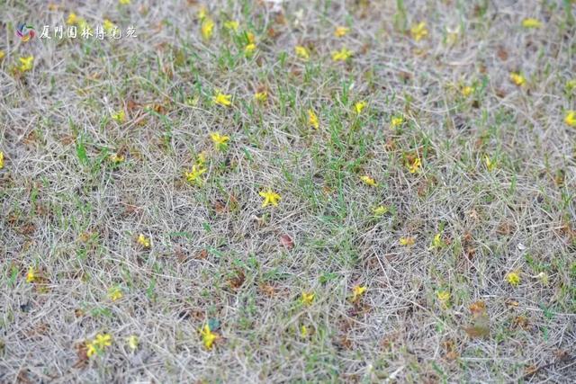 厦门秋季花海上新！红火焰、粉花海、黄金雨、橙灯笼……邂逅9月浪漫~