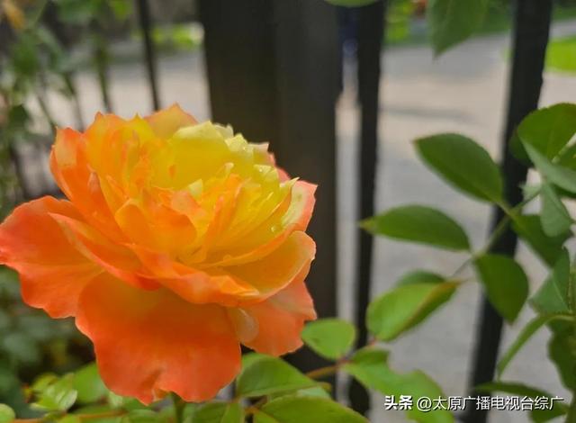 太原盛夏：公园里的花事盛宴