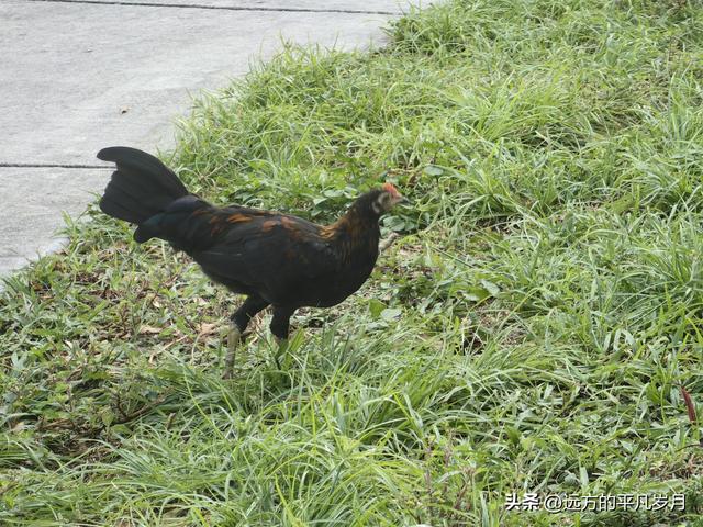 迈阿密游记—古巴风情街小哈瓦那（二）