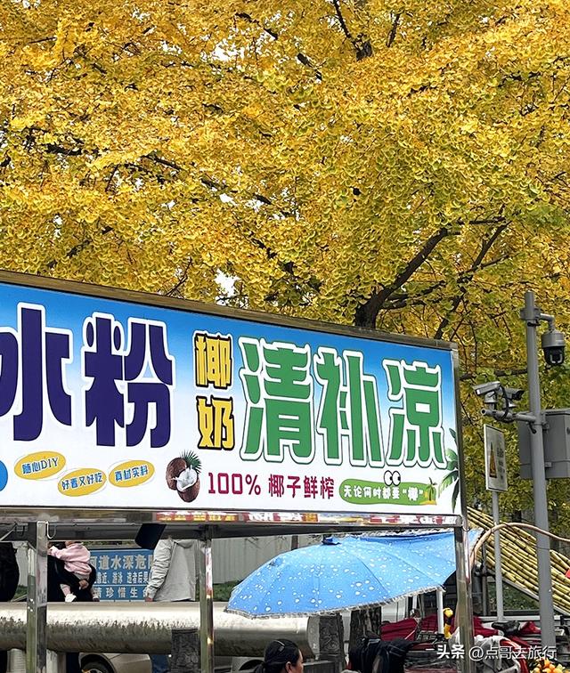 成都2公里长的银杏长廊，超级壮观，美爆了！地铁公交车可达！