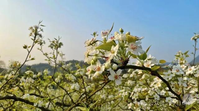 赶紧出发!绵竹已成花海!超美……