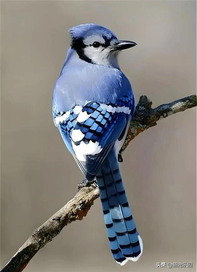 巨石上红绿羽毛闪耀，森林霸主静立姿态，原始力量令人心生敬畏