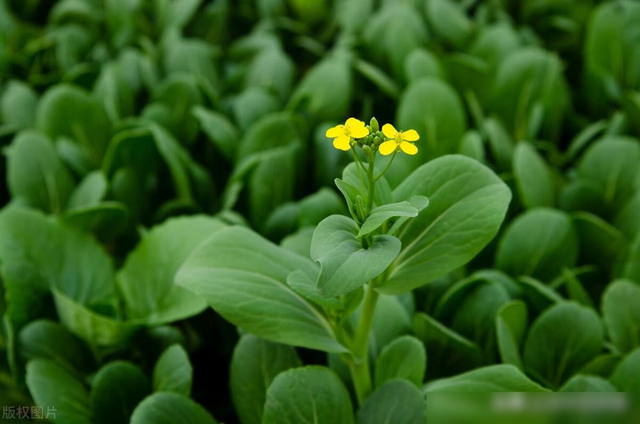 7月底到8月适合种什么菜？这些要赶紧种植了，别错过最佳播种时间
