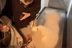 发现有人怕狗，萨摩耶贱兮兮上前吓妹子，狗还一脸得意：这个好玩图片