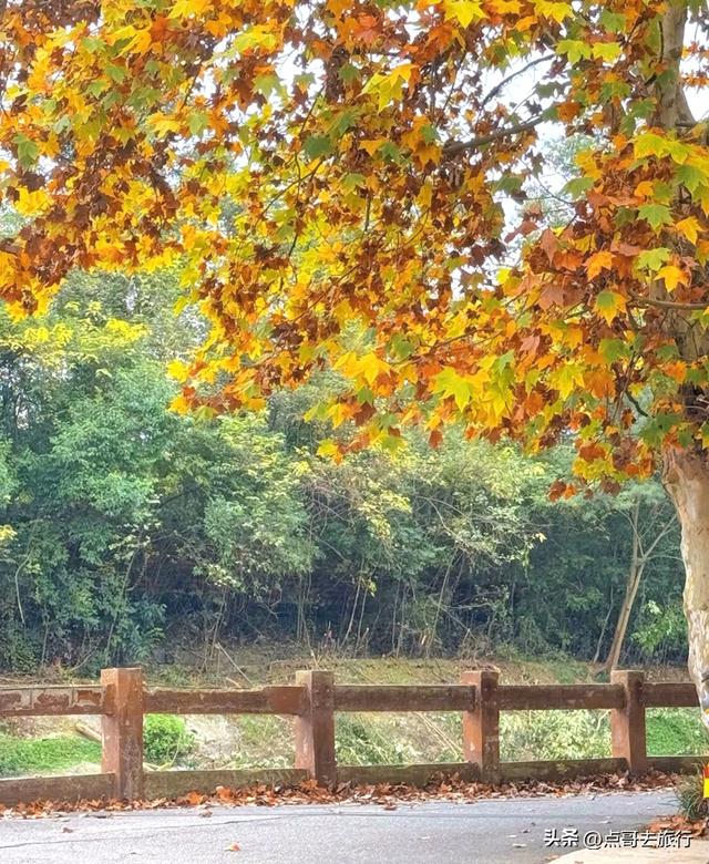 成都4大梧桐观赏地，17公里金色隧道，超级壮观，地铁公交直达！
