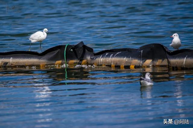 洱海鸟事之:没有鸬鹚代为狩猎,红嘴鸥们的伙食标准似乎有点差哦