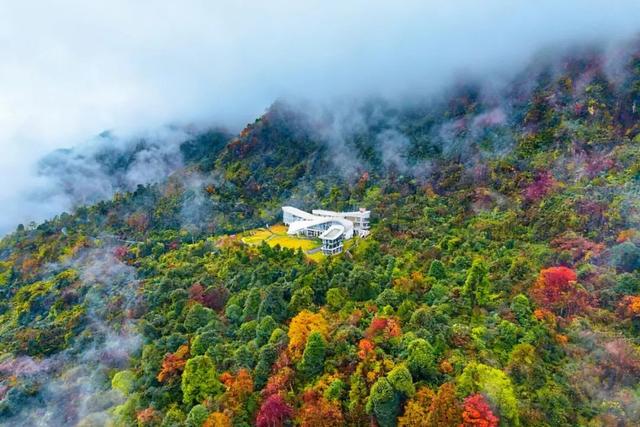 鸟鸣致富路—四川老君山国家级自然保护区奏响屏山文旅融合新乐章