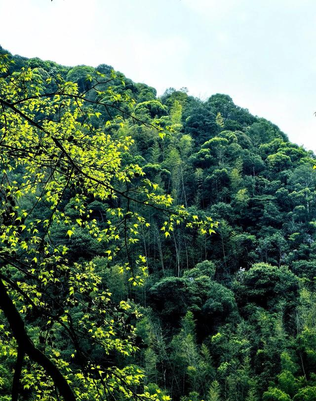 这不是神农架，是江西马头山国家自然保护区