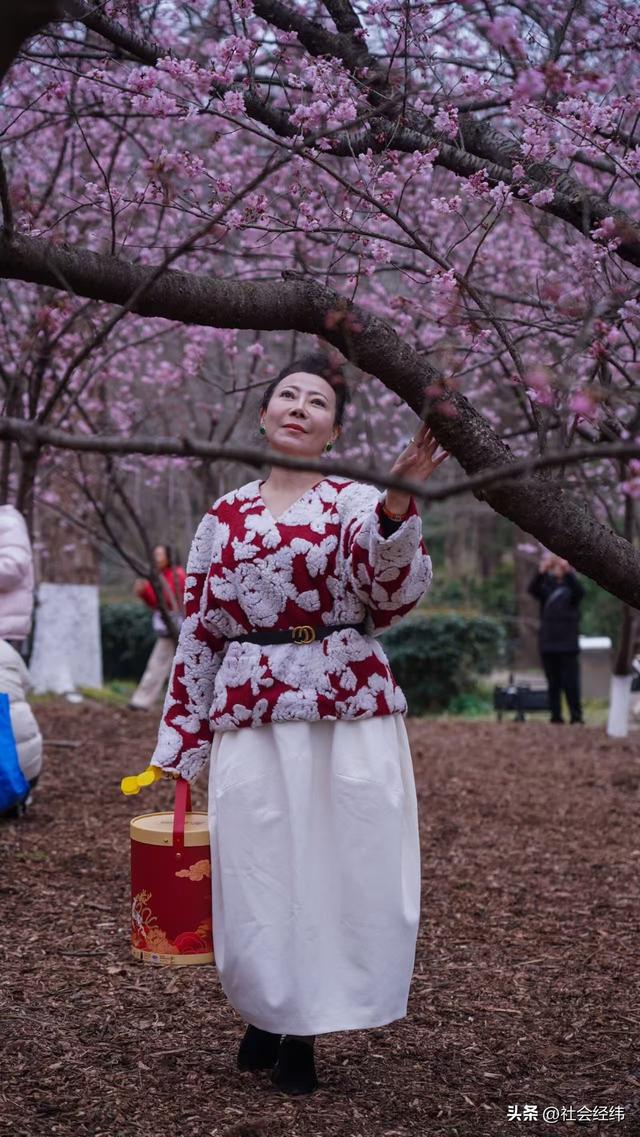 每日一景|寒意未消春意先至 南京中山植物园早樱绽放迎游人
