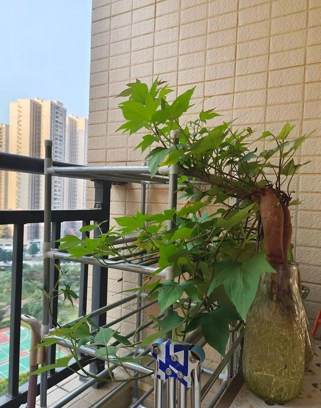 陕西一男子，晒“客厅红薯瀑布”走红，网友：我以为是塑料装饰品