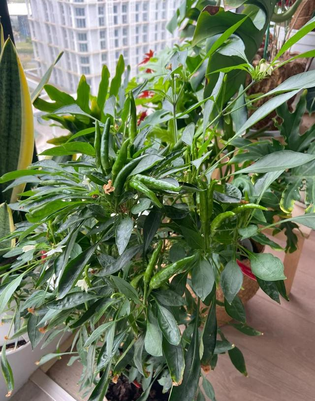 男子因“辣椒当花”引围观，不服来战，网友：小众美被你玩明白了