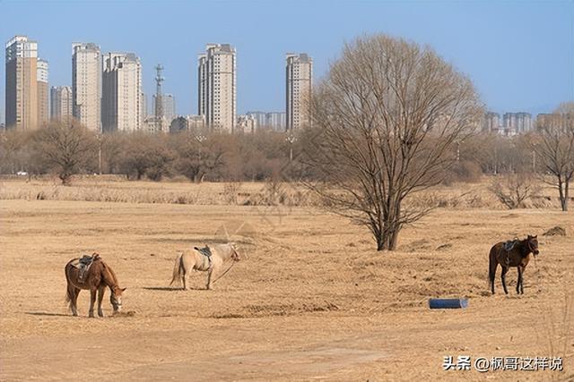 包头人的骄傲！亚洲最大的城中草原赛汗塔拉，外地人来了都惊叹