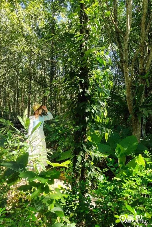 森林系小木屋咖啡厅疗愈必访！露营风美拍秘境顺游碧绿水景步道
