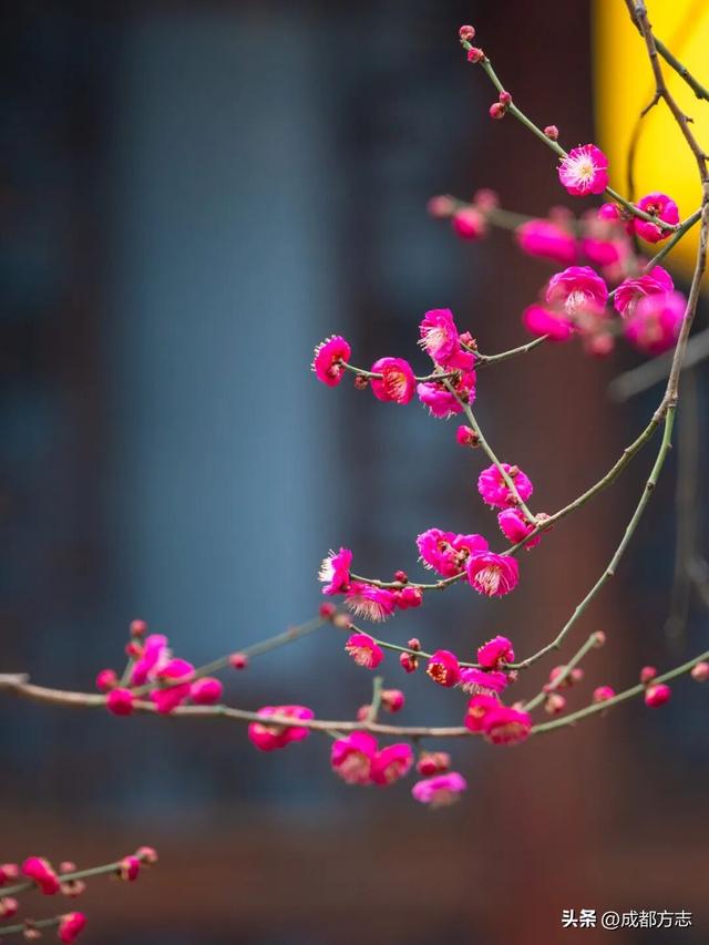 成都这波“梅”景太出片，错过再等一年~