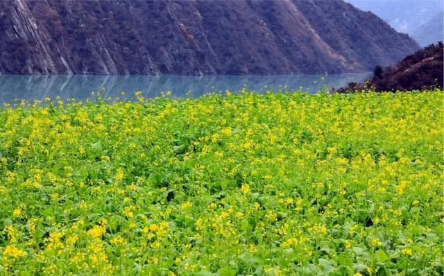 花开陇南，春风十里等你来