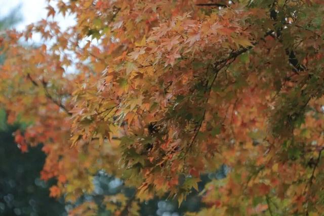 美到词穷！灵山岛秋日慢游攻略来了→