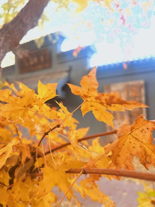 即刻出发！两天穿行白城四地，邂逅吉林西部的独特魅力