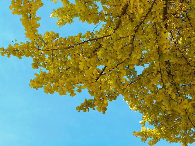 丽江480岁古银杏黄了!白沙古镇里藏着一个金色的浪漫