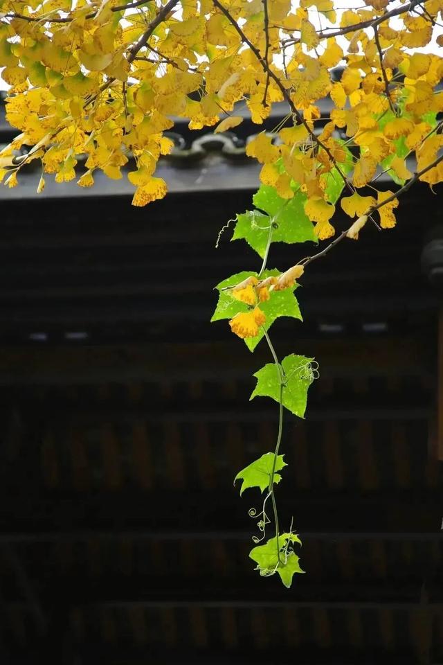 来广元月坝，解锁一场“多巴胺”初冬