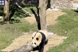 “顶流女明星”，今天复出！图片