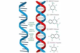 德国医学家揭密：易经与DNA人类生命遗传密码有着同一密钥！图片
