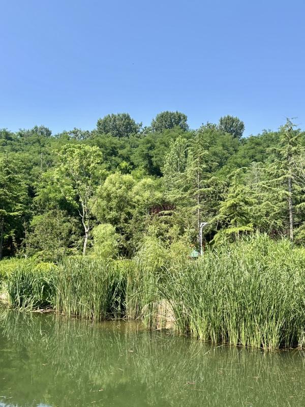 一座藏在青岛主城区内的森林氧吧