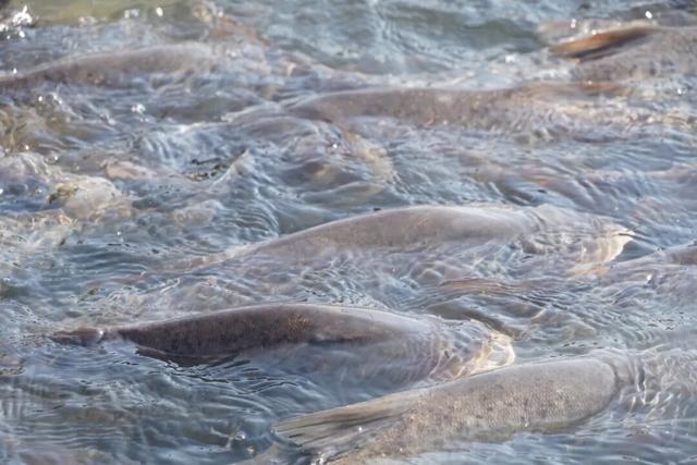 江北一知名景区限时免费！