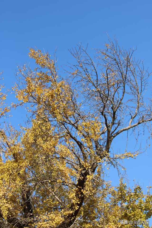 散文丨古银杏树下