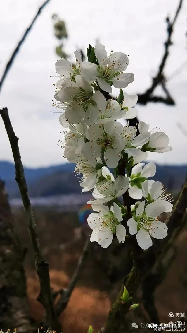 著名的赏李花胜地！这个书圣王羲之后裔居住地的千年古村你可去过