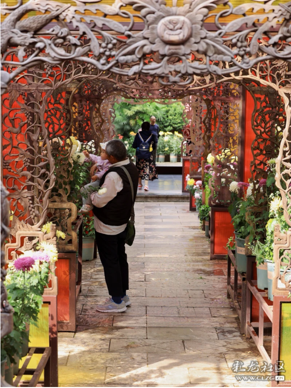 昆明秋景｜昙华菊花，芳香四溢！（附攻略）