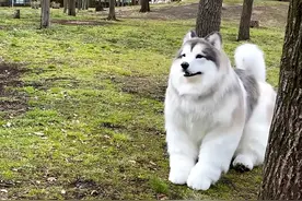 日本老哥花300万把自己改装成了狗！比真狗还真图片