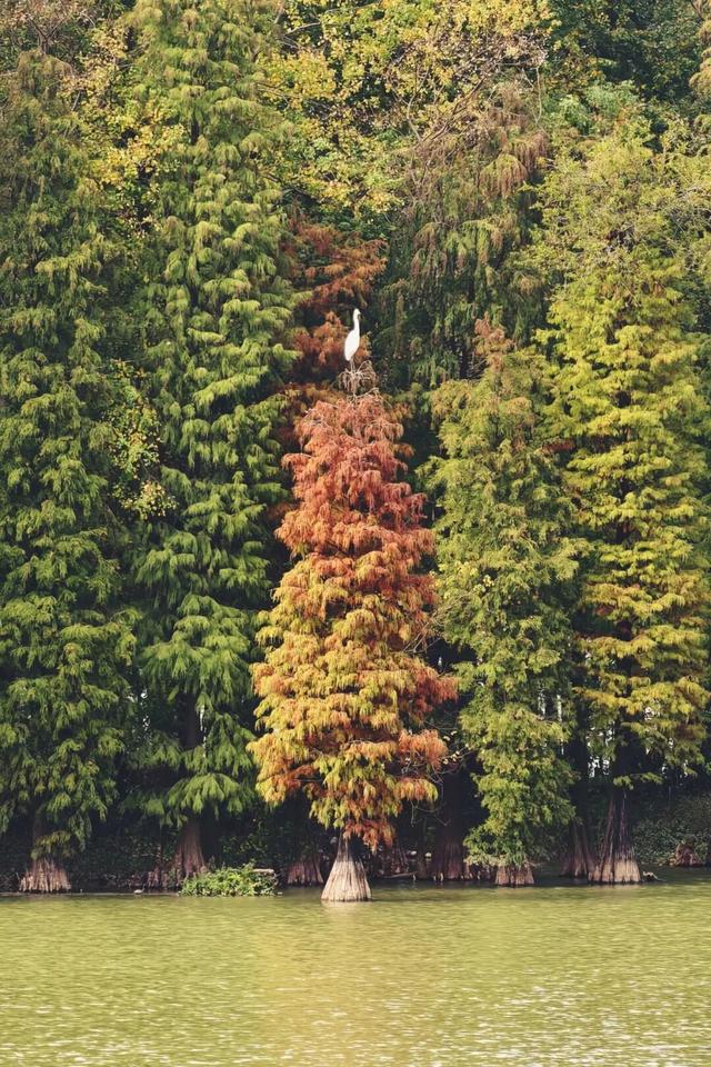 万鸟归巢的胜景，在肇庆也能看到！