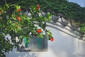 石榴花开红艳艳！苏州园林景区这些地方可赏→图片