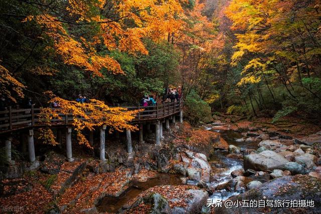 光雾山赏红叶实测攻略！中国红叶第一山，50 天赏期 + 3 大景区全吃透