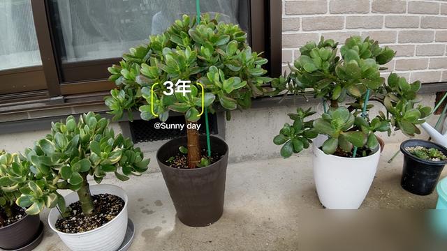 云南一男子，晒老宅“半世纪玉树”，主人拒25万元出售，故宫不换